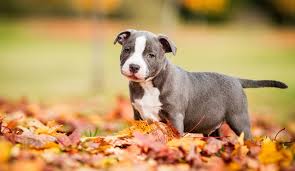 Both breeds have a similar past but have some differences that make them unique. American Staffordshire Terrier Wie Man Ihn Am Besten In Die Familie Holt