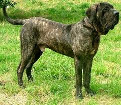 Canil De Mastim Napolitano Em Sp Fila Brasileiro Aka Brazilian Mastiff I Think Obediah Will Look A Lot Like This Cao De Fila Caes