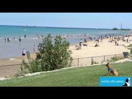 Montrose beach is one of my most favourite beaches on the north east coast of scotland. The Dock At Montrose Beach Sidewalk Dog