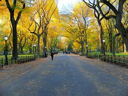 I've also worked as a producer for the majority report with sam seder. Central Park Newyorkcity De