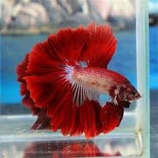 I Used To Have A Blue Beta Fish Like This But I Died Betta Fish Tank Betta Fish Betta