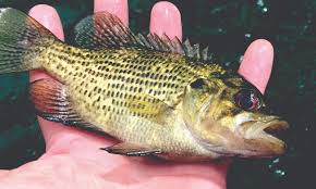 Collections of photos in high quality and resolution on fishwallpapers. Missouri S Little Known Rock Bass Are True Gems River Hills Traveler