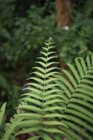 Image result for Amblovenatum opulentum