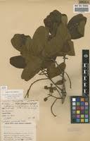 Image result for Combretum psidioides