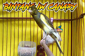 We did not find results for: Bintang Iw Canary Purwokerto Breeding Kenari Berkualitas Bergaransi 3 Bulan Burungnews