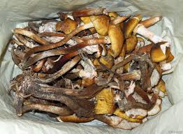 Per la preparazione di 4 piatti occorrono: Risotto Con Funghi Chiodini Cucinare E Un Modo Di Dare
