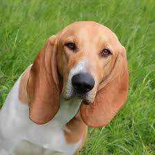 Image result for švycký honič