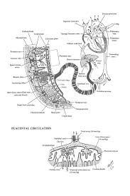 chapter 42 placental circulation review of medical