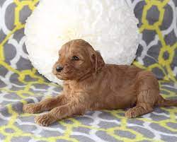 Puppies For Sale Near Me Find Your Puppy Vip Puppies Puppies For Sale Goldendoodle Puppy For Sale Goldendoodle Puppy