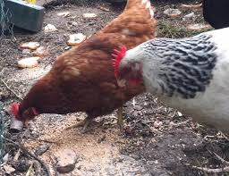 Comment Nourrir Une Poule Pondeuse Poule Pondeuse Pondeuse Alimentation Poule