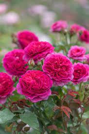 Renowned for their beautiful, often many petalled, repeat flowering blooms and enticing, rich fragrances there are now over 200 rose varieties bred by david austin, each one making a fantastic contribution to any garden. David Austin Roses The Rose Journal