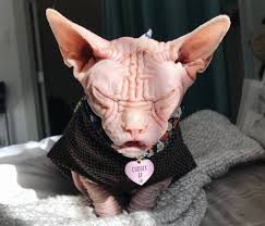 99 wow the grumpiest cat in the worldأكشر قط في العالم