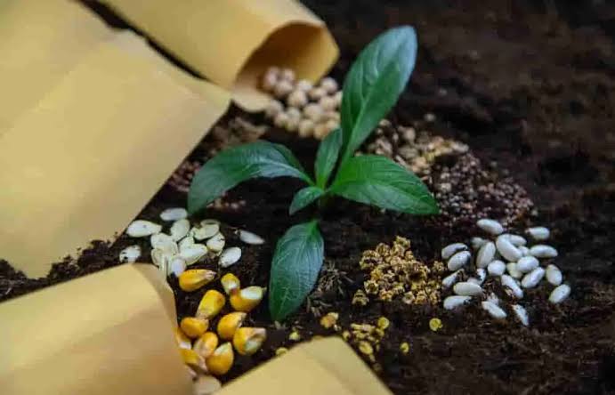 9 Best Organic Fertilizers for Feeding Your Plants & Garden - HANS