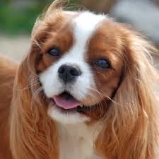 Cavalier king charles spaniel information including personality, history, grooming, pictures, videos, and the akc breed standard. Cavalier King Charles Spaniel Hunderasse Mit Bild Info Temperament Charakteristiken Und Fakten