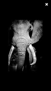 Beautiful Black And White Elephant Pictures So Beautiful Animal Photography Elephant Elephant Love