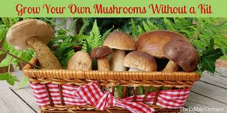 Remove the layer of newspaper to mist them with water about twice daily so that the soil remains moist but not soaking wet. Would You Like To Grow Your Own Mushrooms Without A Kit