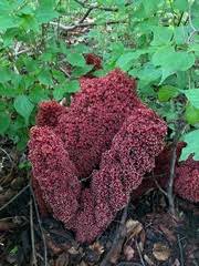 Image result for Sarcophyte