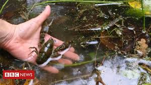 We did not find results for: Endangered White Clawed Crayfish Released At Secret Bristol Location Bbc News