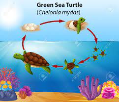 Green Sea Turtle Life Cycle Illustration Royalty Free Cliparts Vectors And Stock Illustration Image 113900984