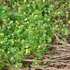 Image result for Trifolium campestre