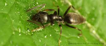 Maybe you would like to learn more about one of these? Ants