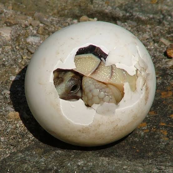 Mga resulta ng larawan para sa Tortoise egg Hatchling (amniote)"
