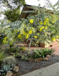 Paid content 10 diy backyard landscaping ideas for spring. Deck Planter Acacia Podalyriifolia Native Garden Australian Native Plants Tropical Backyard Landscaping