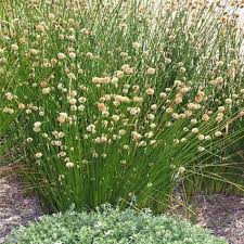 Image result for Isolepis