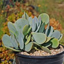 Image result for Kalanchoe dyeri