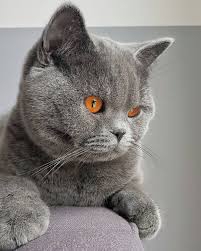 Ollie British Shorthair Amazing Deep Orange Eyes Purebred Cats Cat Species Cute Animals