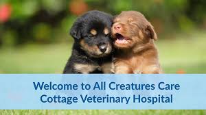 900 e broadway, anaheim (ca), 92805, united states. Veterinary Hospital Costa Mesa Vet Clinic All Creatures Care Cottage