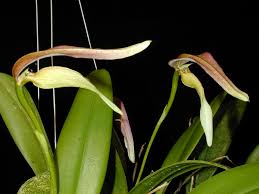 Image result for Platysepalum