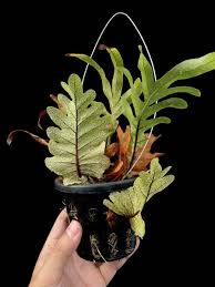 Image result for Drynaria volkensii