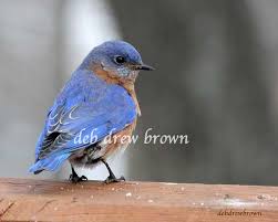 Michigan Bird With White Stripe On Head Bluebird Seen In Williamston Michigan By Deb Drew Brown Photographer