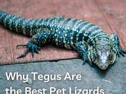 Art supplies marker paper colored pencils tan brown grey *learn more about the specific art supplies we used in this lesson. Why The Tegu Is The Best Pet Lizard Pethelpful