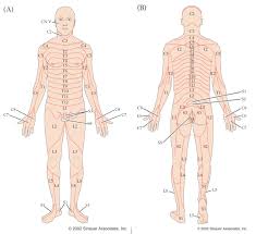 Epidural Dermatome Chart Www Bedowntowndaytona Com