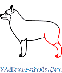 I share tips and tricks on how to improve your drawing skills throughout. How To Draw A Husky Dog