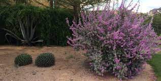 Gardening in north texas can be an adventure! Texas Ranger Backbone Valley Nursery