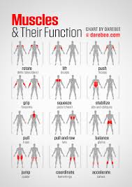 Muscles are generally attached at two points in the body. What Muscles Do And How To Train Them