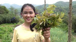 can the leaves eat the rural girl is now picking up the toon so it s delicious to stop 农村姑娘山上摘野生香椿 无功而返 半路杀出个救星 收获满满