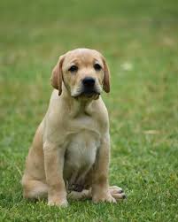 Contact if you are ready to offer a home to a puppy, they will make amazing companions Pin On Labrador Puppy