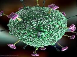 Nipah virus (niv) infection is a newly emerging zoonosis that causes severe disease in both animals and humans. Nipah Virus Symptoms Prevention And Cure