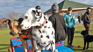 Maybe you would like to learn more about one of these? South Shore Residents Enjoy Local Dog Park Afternoon Play Time
