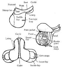 Pin By Somebody On Horse Horse Riding Tips Horse Facts Horse Camp