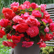 Buy Begonia Tuber Begonia Pink Flamingo 3 99 Delivery By Crocus Flower Pots Annual Flowers Blooming Plants