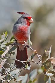 Birds Of The Southwest Desert The Pyrrhuloxia Or Desert Cardinal Is A Medium Sized North American Song Bird Found In The American Southwest And Northern Mexico