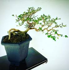 Image result for Premna hans-joachimii