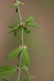 Image result for Pollichia