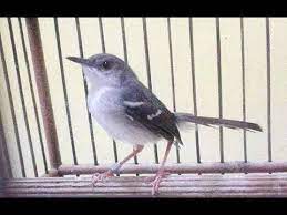 Burung Ciblek Untuk Memancing Kacer Agar Gacor Youtube Passaros Passarinho Cantando Cantando