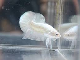 Get latest info on betta fish, siamese fighting fish, suppliers, manufacturers, wholesalers, traders. Facebook
